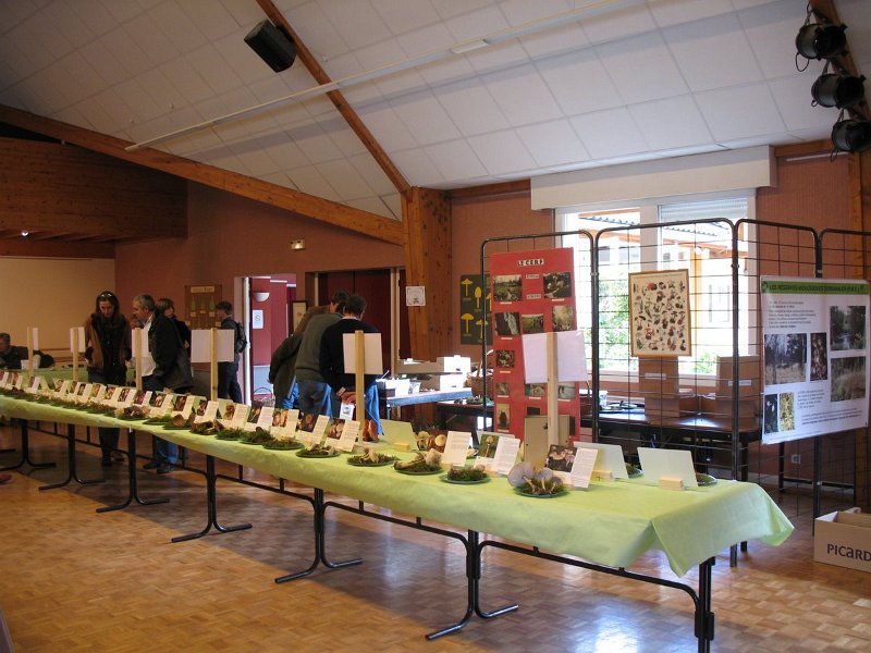 2009 10 Expo champignons de Clairefontaine 24